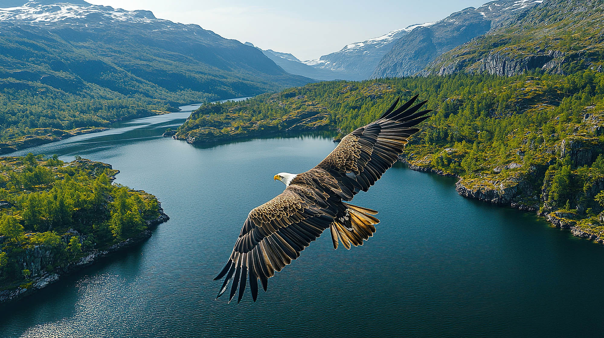 eagle over city
