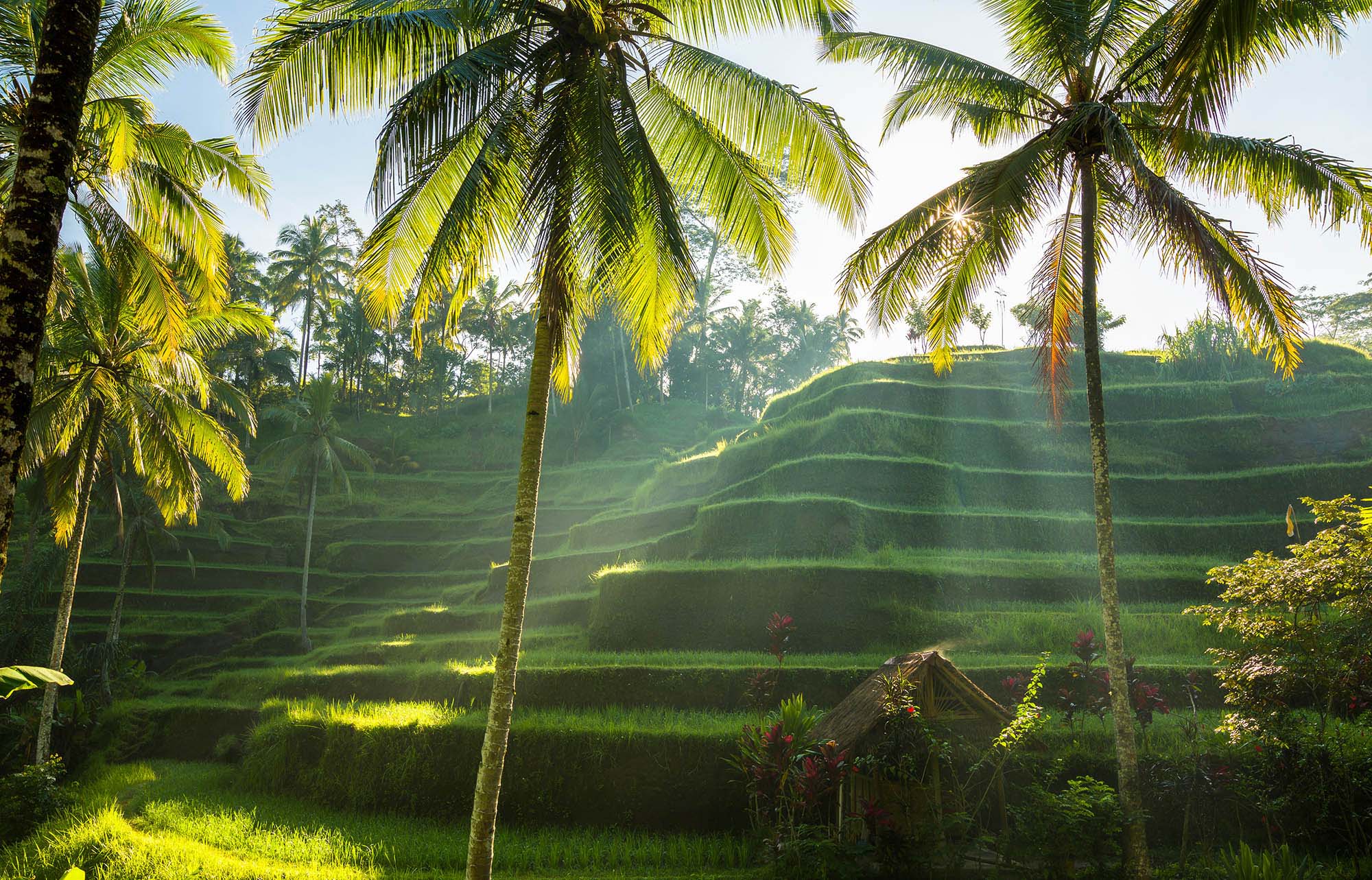 A grass hill